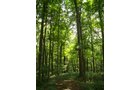 Property photo 25 - 160 Acres Offered in 6 Tracts